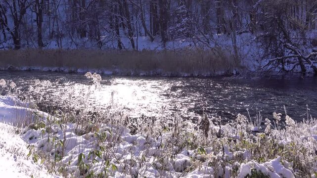 千歳川（上流）の草の樹氷