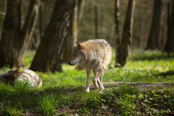 Wolf in the wild © Joanna