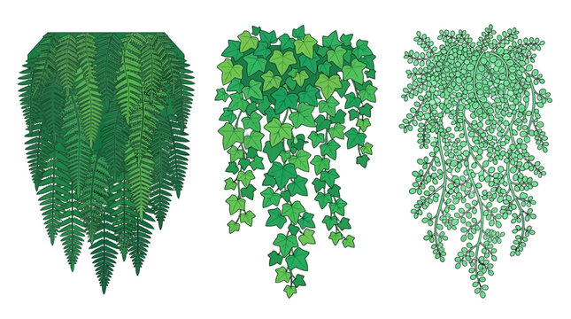 Drei verschiedene Arten von gr&uuml;nen, h&auml;ngenden Pflanzen wie Farn und Efeu, als stilisierte Vektorillustrationen auf wei&szlig;em Hintergrund f&uuml;r vielseitige Designprojekte.