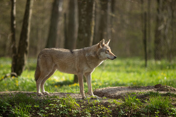 Wolf in the wild © Joanna