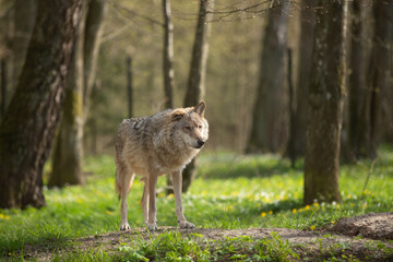 Wolf in the wild © Joanna