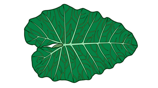 Ilustraci&oacute;n vectorial de una hoja verde grande y detallada con venas marcadas, aislada sobre un fondo blanco, ideal para dise&ntilde;os bot&aacute;nicos, proyectos de naturaleza y elementos gr&aacute;ficos.