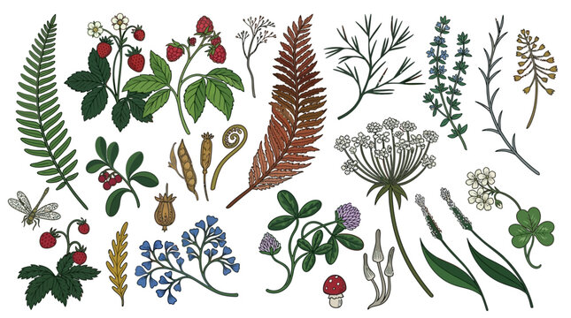 Conjunto de ilustraciones bot&aacute;nicas dibujadas a mano con fresas silvestres, helechos, flores silvestres, hierbas y una peque&ntilde;a lib&eacute;lula sobre un fondo blanco aislado para dise&ntilde;o natural