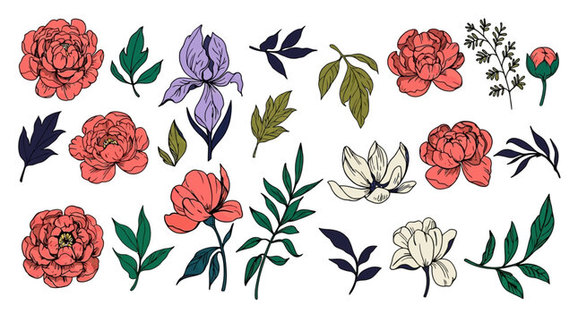 Conjunto de ilustraciones bot&aacute;nicas dibujadas a mano con flores de peon&iacute;a, lirios y hojas verdes sobre un fondo blanco limpio, ideal para dise&ntilde;o gr&aacute;fico y papeler&iacute;a decorativa.