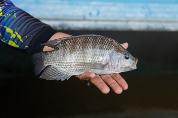 Man Holding a Large Fresh Tilapia Fish in a Fish Farm © Bastera rusdi