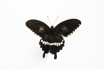 Male Common Mormon Butterfly (Papilio polytes) on White Background © 张 敏建