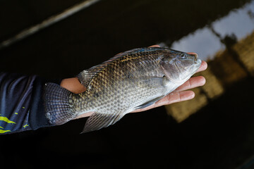 Man Holding a Large Fresh Tilapia Fish in a Fish Farm © Bastera rusdi