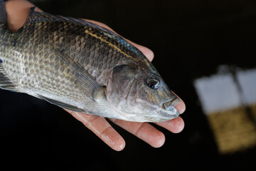Man Holding a Large Fresh Tilapia Fish in a Fish Farm © Bastera rusdi