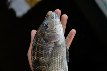Man Holding a Large Fresh Tilapia Fish in a Fish Farm © Bastera rusdi