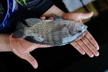Man Holding a Large Fresh Tilapia Fish in a Fish Farm © Bastera rusdi