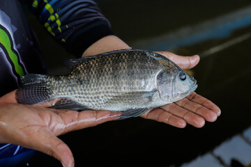 Man Holding a Large Fresh Tilapia Fish in a Fish Farm © Bastera rusdi