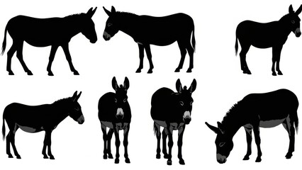Fototapeta premium Black donkeys in various standing poses