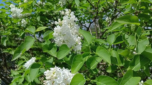 Beautiful white lilacs. Summer trees in bloom. Summer mood.