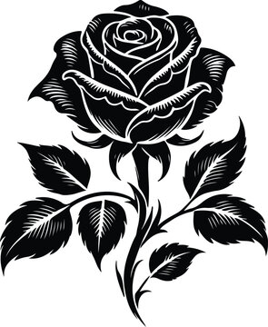 Black rose 