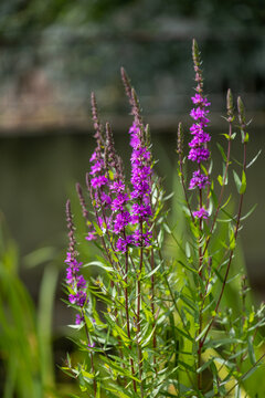 Close up of purple loosestrife, lythrum salicaria flowers in bloom