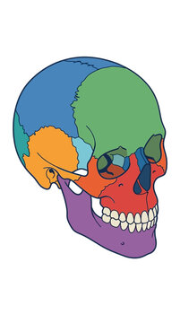 Colorful diagram of a human skull with bones highlighted.