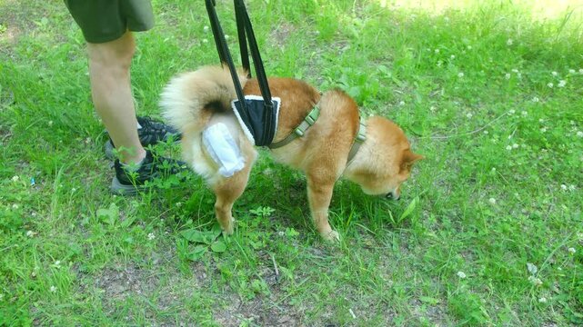 Owner assisting shiba inu dog support sling to walk on grass during post surgery rehabilitation for hip dysplasia, helping pet recover from injury. Dog recovering from femoral head resection surgery
