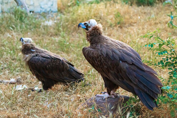 Fototapeta premium Black vulture in its natural habitat. Caucasus Mountains, Dagestan.