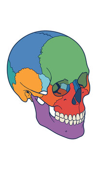 Colorful diagram of a human skull showing different bone sections.