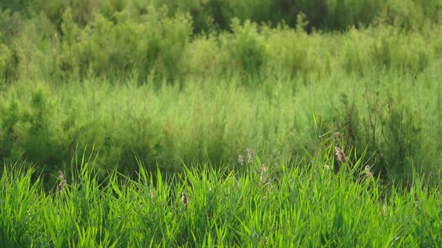 Dense Green Grass And Shrubland In Daylight Stillness