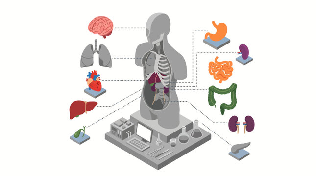Human anatomy diagram showing organs and body systems.