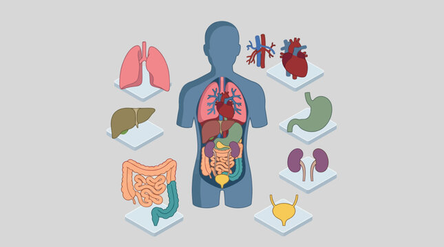 Human anatomy illustration with internal organs and systems.