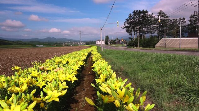 まっかりフラワーロード