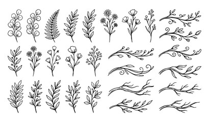 Fototapeta premium Botanical Branch Outline Collection Vector Illustration on White Background Nature Doodle Elements