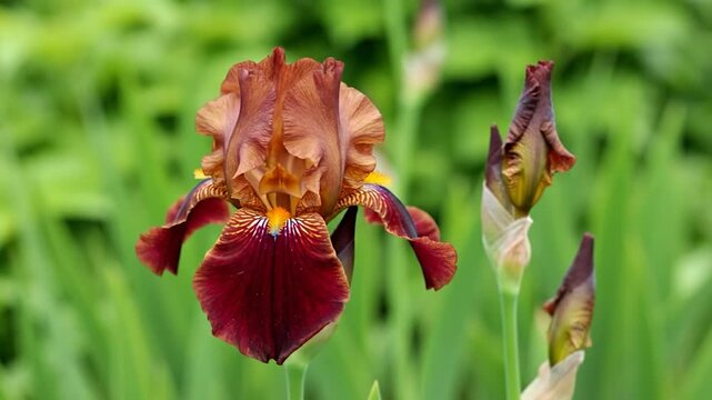 A vibrant brown and burgundy iris flower blooms in a garden