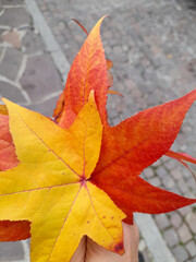 Foglie ingiallite nella stagione dell'autunno - natura