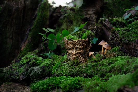 fairy tale scene in mysterious forest. fabulous character of magical tree stump (forest spirit) and mushrooms on mossy natural background. defender guardian spirit of nature. witchcraft, green magic