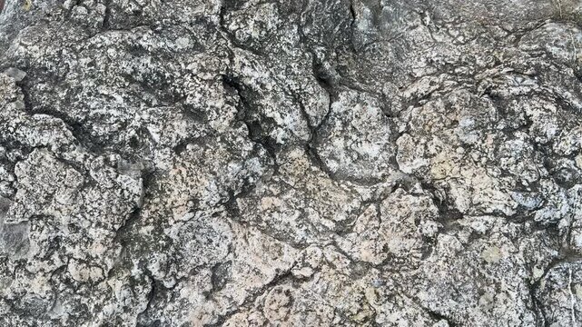 Close up of tree bark abstract textured background of old oak in England UK 4K