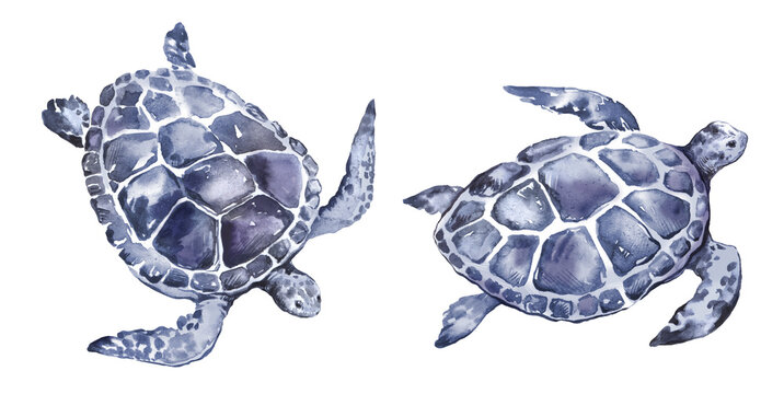 Watercolor set with sea turtles on a transparent background PNG