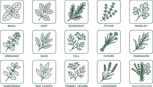 Garden Herbs Line Art Icons Vector Set, Basil Mint Rosemary Thyme Parsley Oregano