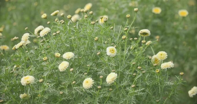 A slow motion 120fps panning close-up shot reveals the delicate elegance of Chrysanthemum morifolium blooming in Assam&rsquo;s fields, radiating natural grace and vibrant rural charm. 4K