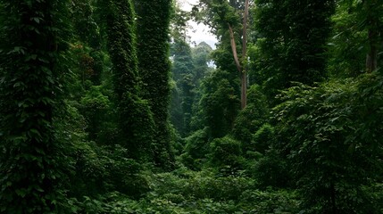 Naklejka premium A lush and flourishing rainforest scene is captured with intricate vines draping through the dense verdant foliage