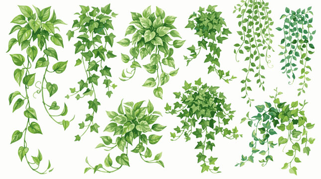 Green foliage watercolor illustration with trailing vines and leafy clusters