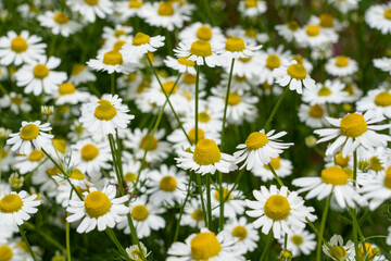 Fototapeta premium Chamomile