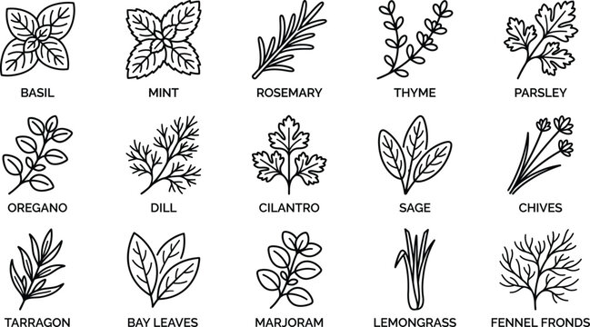 Culinary Herbs Line Art Icons Vector Set, Basil Mint Rosemary Thyme Parsley Dill
