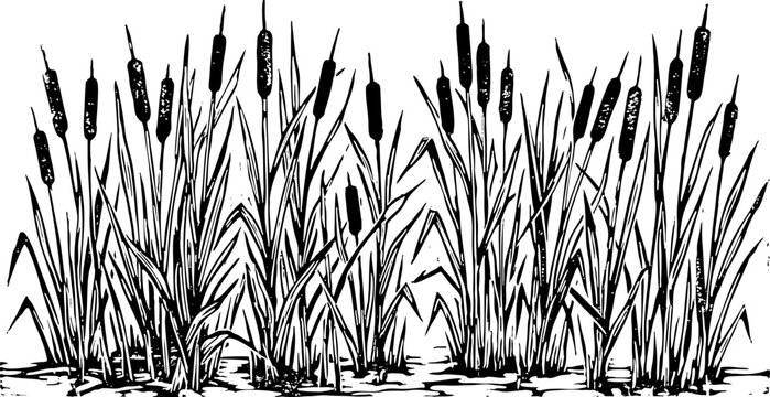 Hand Drawn Cattails Illustration in Black and White