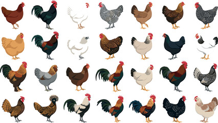 Comprehensive vector set of farm poultry birds displaying different hen and cockerel varieties for agricultural design and livestock concept elements © MstYasmin