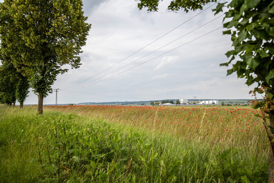 Ein Mohnfeld mit Stromleitungen und B&auml;umen im Sommer