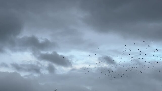 Large flock of birds called starlings flying in the evening sky slow motion filmed 120FPS wild nature and amazing sights UK 4K