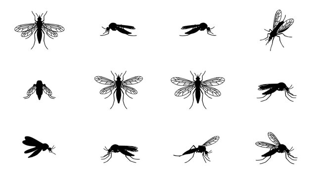 Mosquitoes in Various Poses and Styles in Black and White Illustration Featuring Mosquito, Insect, Vector with Silhouette
