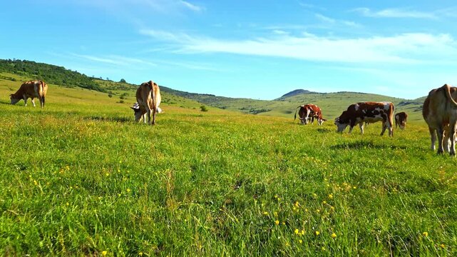 A panoramic shot captures domestic cattle grazing peacefully on a lush, sunlit meadow. The cows, with varied brown and white patterns, are surrounded by vibrant green grass dotted.