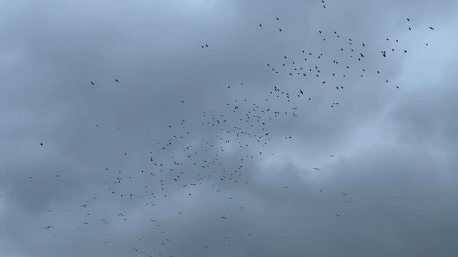 Large flock of birds called starlings flying in the evening sky slow motion filmed 120FPS wild nature and amazing sights UK 4K