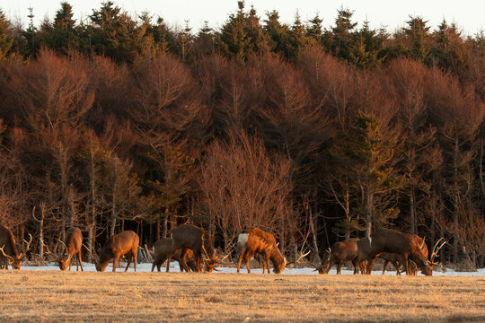 Cerf Sika,