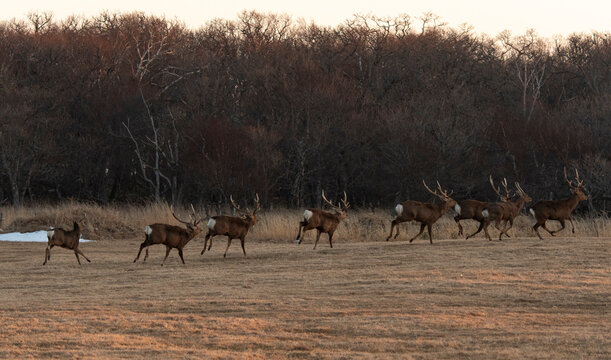Cerf Sika,