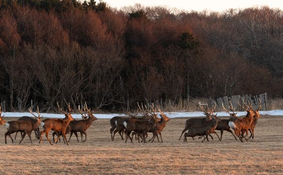 Cerf Sika,
