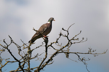 Fototapeta premium Pigeon ramier,